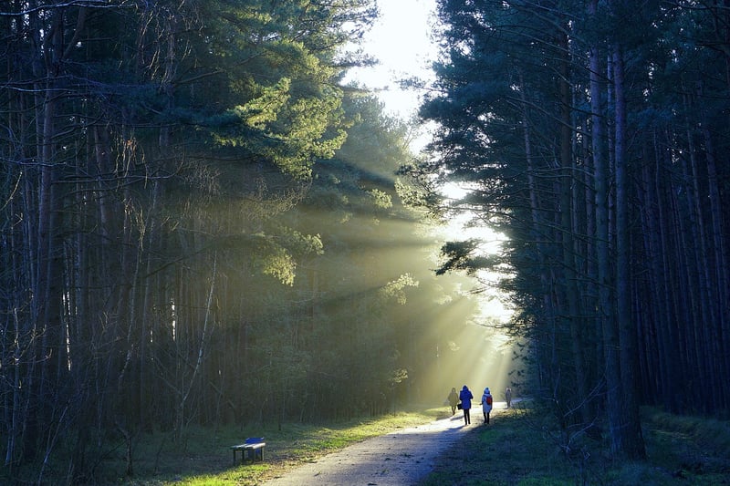 Unwind in tranquil forests