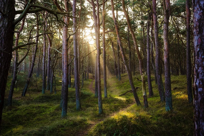 Tranquil Forest